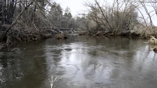 森林中的小河浅滩上 在倒下的树木的背景下 传来喘息或低语的水流声 一季又一季的雪融化了 树木和灌木依然没有叶子 — 图库视频影像