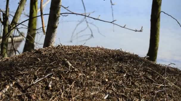 Fourmis Sur Fourmilière Printemps Après Hibernation Hivernale Sur Fond Eau — Video