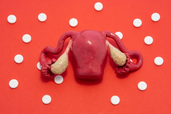 Naturalny Model Anatomiczny Macicy Dodatkami Znajduje Się Czerwonym Tle Otoczonym — Zdjęcie stockowe