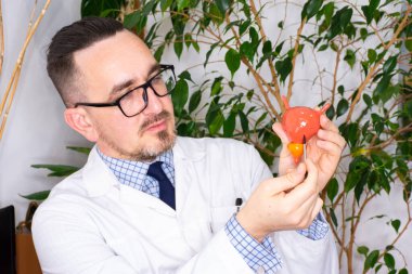 Hastaya prostatı olan mesanenin anatomik modelini gösteren bir doktor. Fotoğraf mesanenin anatomik modeli ya da öğrencilerin çalışmaları için olan kitapları hakkında makalelerde kullanılabilir.. 