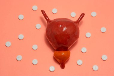 Bej arka planda prostatı olan bir mesane modeli ya da beyaz tabletlerle çevrili et rengi. İltihaplı hastalıkların fotoğraf tedavisi veya idrar yolu veya prostat hastalıklarının onkolojisi