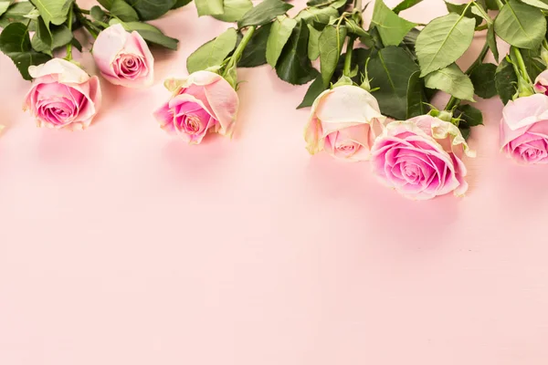 핑크 장미 보기 — 스톡 사진