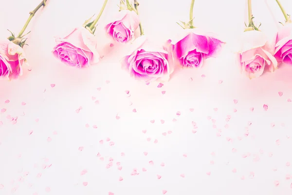 Pink roses close up — Stock Photo, Image