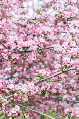 Pembe kiraz çiçeği.