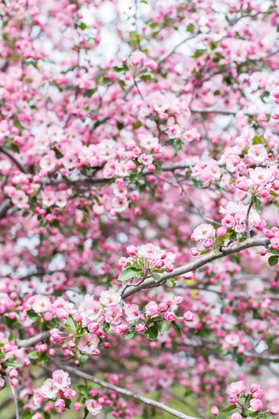 Pembe kiraz çiçeği.