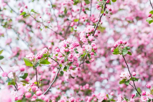 Pembe kiraz çiçeği.