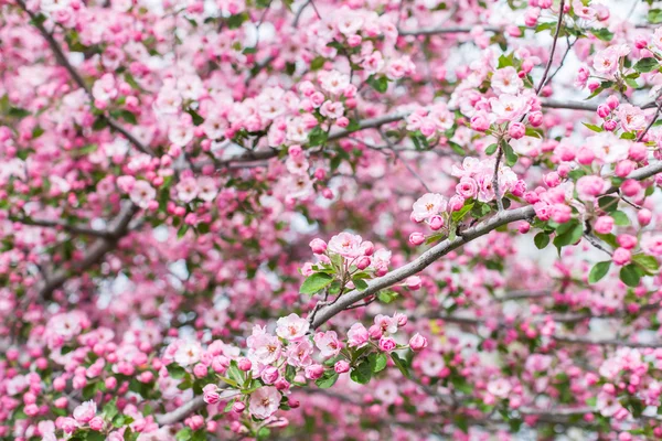 Flor de cerezo rosa — Foto de Stock