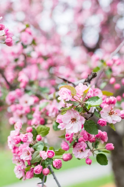 Pink cherry blossom — Stock Photo, Image