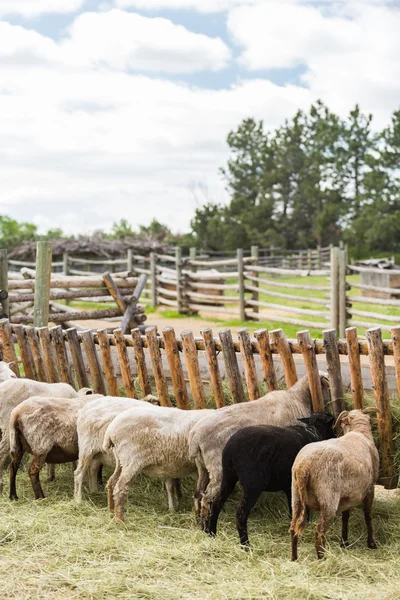 Ovelhas na fazenda no verão — Fotografia de Stock