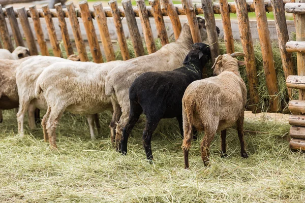 Yaz aylarında çiftlikte koyun — Stok fotoğraf