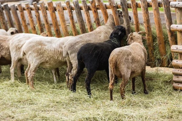 Schapen op de boerderij in de zomer — Stockfoto