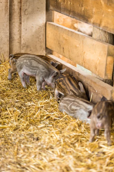 谷仓里的小猪 — 图库照片