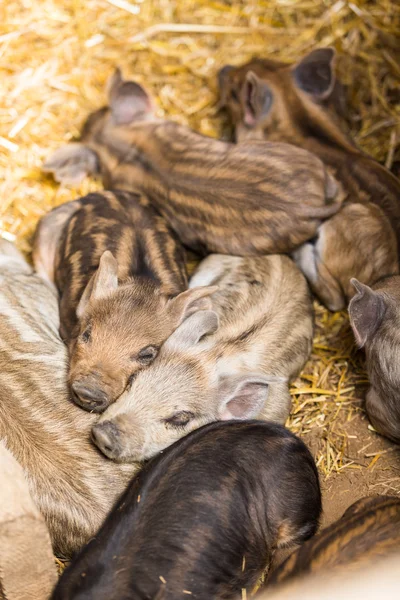 Piglets in the barn — Stock Photo, Image