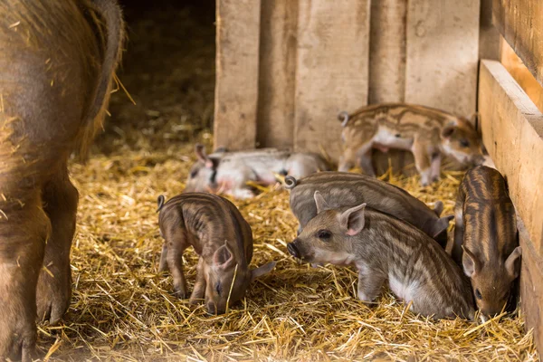 Piglets in the barn — Stock Photo, Image