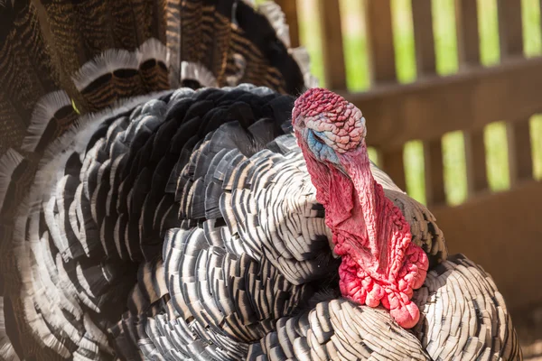 Male turkey on the small farm — Stock Photo, Image