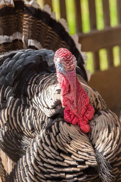 Peru macho na pequena fazenda — Fotografia de Stock