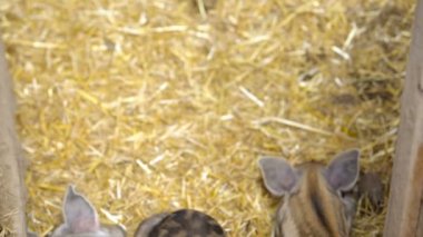 Domuz yavruları ahırda.