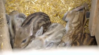 Domuz yavruları ahırda.