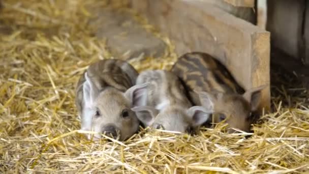 Piglets in the barn — Stock Video