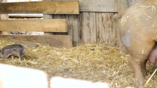 谷仓里的小猪 — 图库视频影像