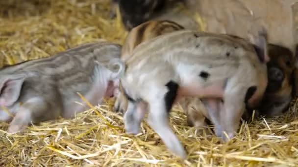 Piglets in the barn — Stock Video