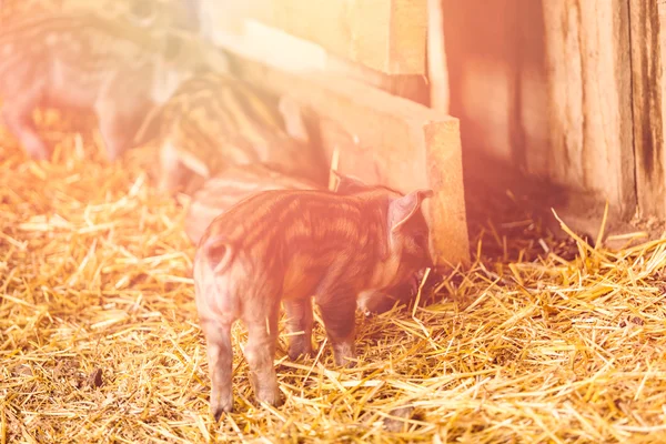 Piglets in the barn — Stock Photo, Image