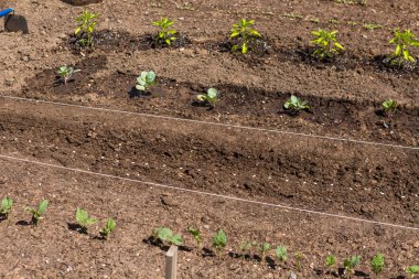 Sebze Bahçesi görünümünü