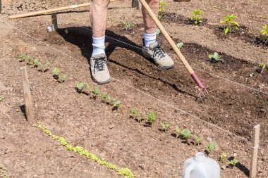 Yaşlı adam dikim sebze bahçesi