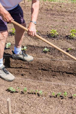 Yaşlı adam dikim sebze bahçesi