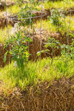 Sebze Bahçesi görünümünü