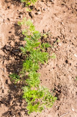 Sebze Bahçesi görünümünü