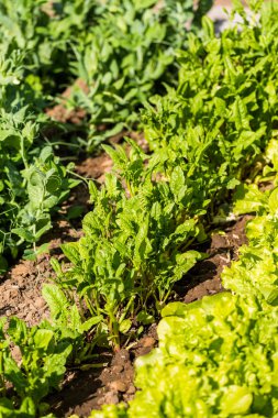 Sebze Bahçesi görünümünü