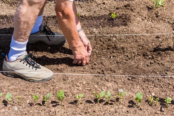 Elderly man planting vegetable garden — Stock Photo, Image