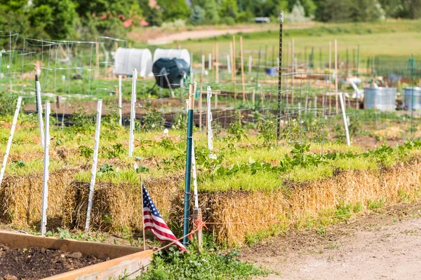 View of Vegetable garden — Stock Photo, Image