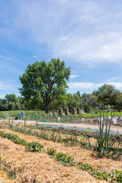 View of Vegetable garden — Stock Photo, Image