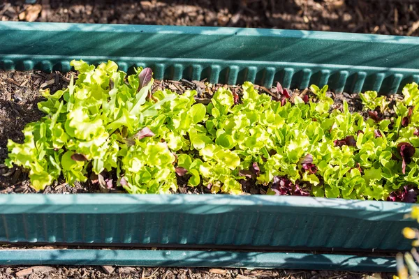 Zobacz Vegetable garden — Zdjęcie stockowe