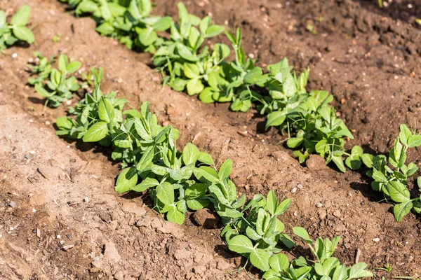 Vue sur le potager — Photo