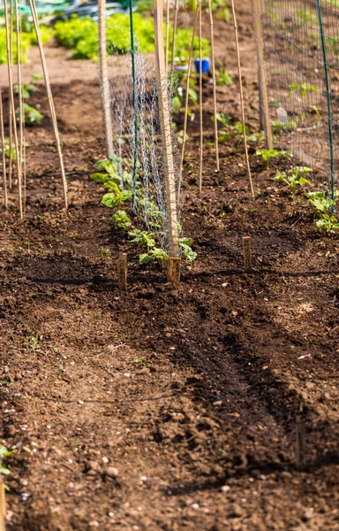 Vue sur le potager — Photo