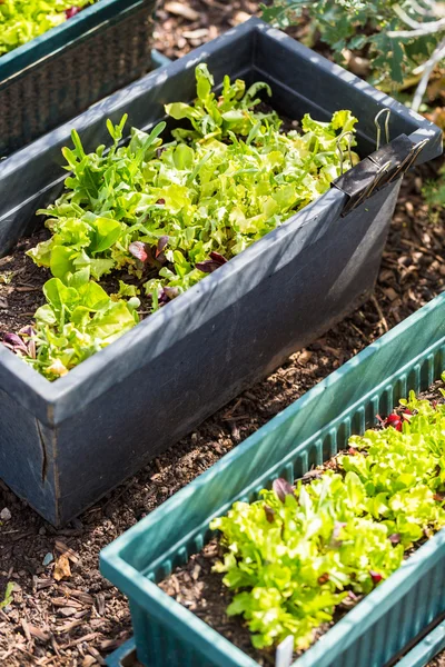 Zobacz Vegetable garden — Zdjęcie stockowe