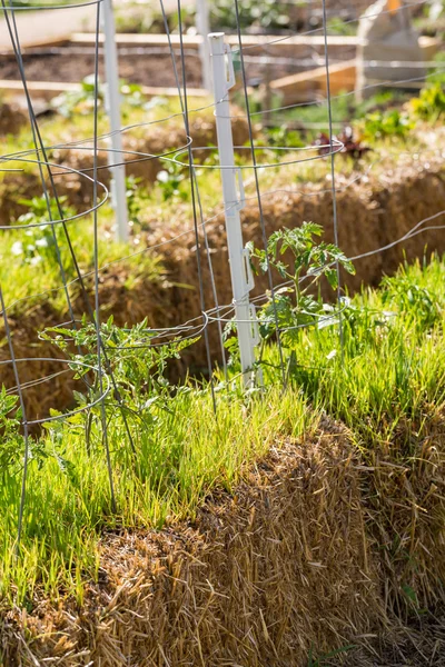 Vue sur le potager — Photo