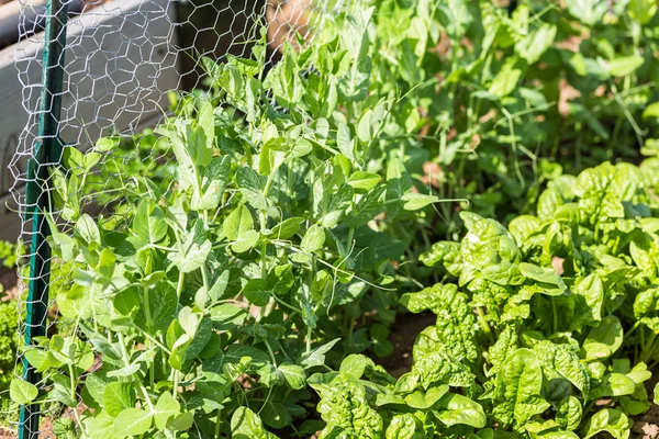 View of Vegetable garden — Stock Photo, Image