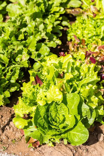 Zobacz Vegetable garden — Zdjęcie stockowe