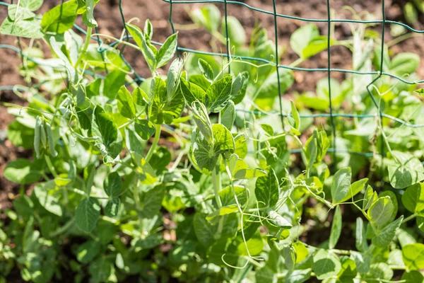 Vue sur le potager — Photo