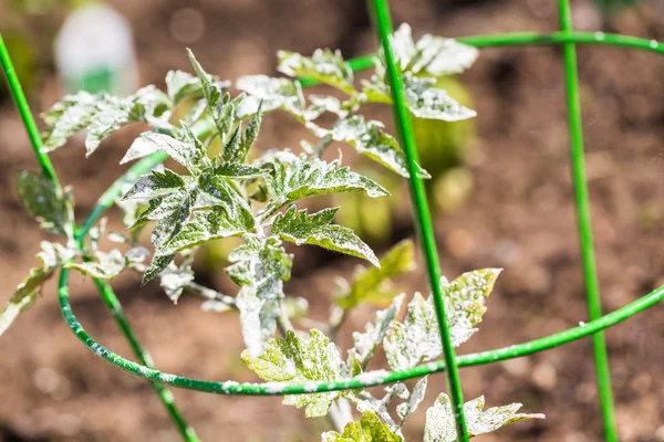 Organic bug control — Stock Photo, Image