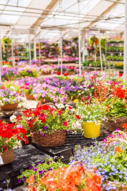 Bahçe Merkezi Görünümü