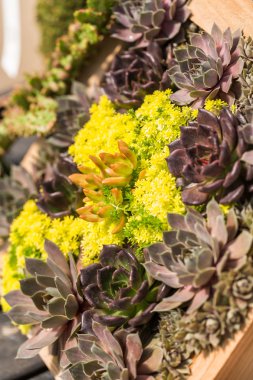 Bahçe Merkezi Görünümü