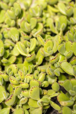 Bahçe Merkezi Görünümü