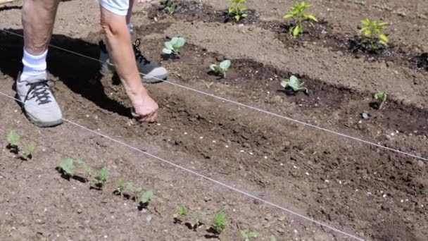 Vârstnici care plantează legume — Videoclip de stoc