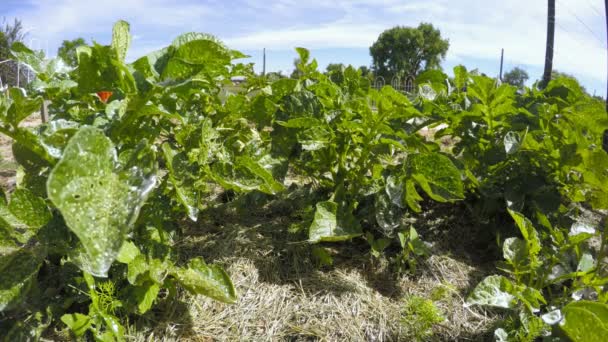 Biologische plantaardige gemeenschappelijke tuin — Stockvideo