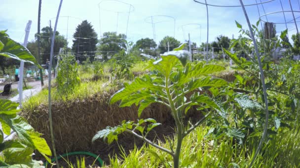 Biologische plantaardige gemeenschappelijke tuin — Stockvideo